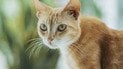 Кот-шпион ЦРУ: одна проблема сорвала секретный план