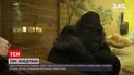 Новини України: в зоопарку Києва захворіла знаменита горила Тоні
