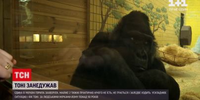 ΠΠΎΠ²ΠΎΡΡΠΈ Π£ΠΊΡΠ°ΠΈΠ½Ρ: Π² Π·ΠΎΠΎΠΏΠ°ΡΠΊΠ΅ ΠΠΈΠ΅Π²Π° Π·Π°Π±ΠΎΠ»Π΅Π»Π° Π·Π½Π°ΠΌΠ΅Π½ΠΈΡΠ°Ρ Π³ΠΎΡΠΈΠ»Π»Π° Π’ΠΎΠ½ΠΈ