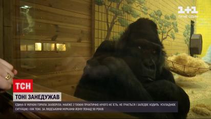 Новости Украины: в зоопарке Киева заболела знаменитая горилла Тони