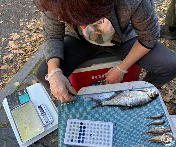 У Чорнобильському заповіднику проводять іхтіологічні дослідження Фото: Чорнобильський радіаційно-екологічний біосферний заповідник