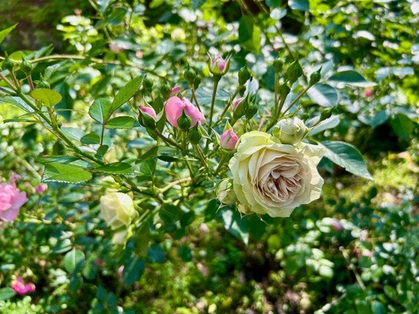 Розы / © ТСН