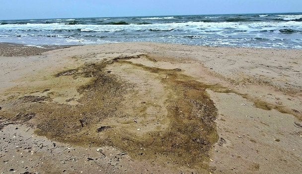 Птахи гинуть через розлив олії в Одесі / Фото: Національний природний парк «Тузлівські лимани» / © соцмережі