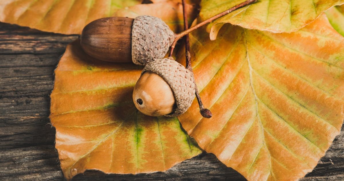 Синоптики прогнозируют бабье лето/pixabay