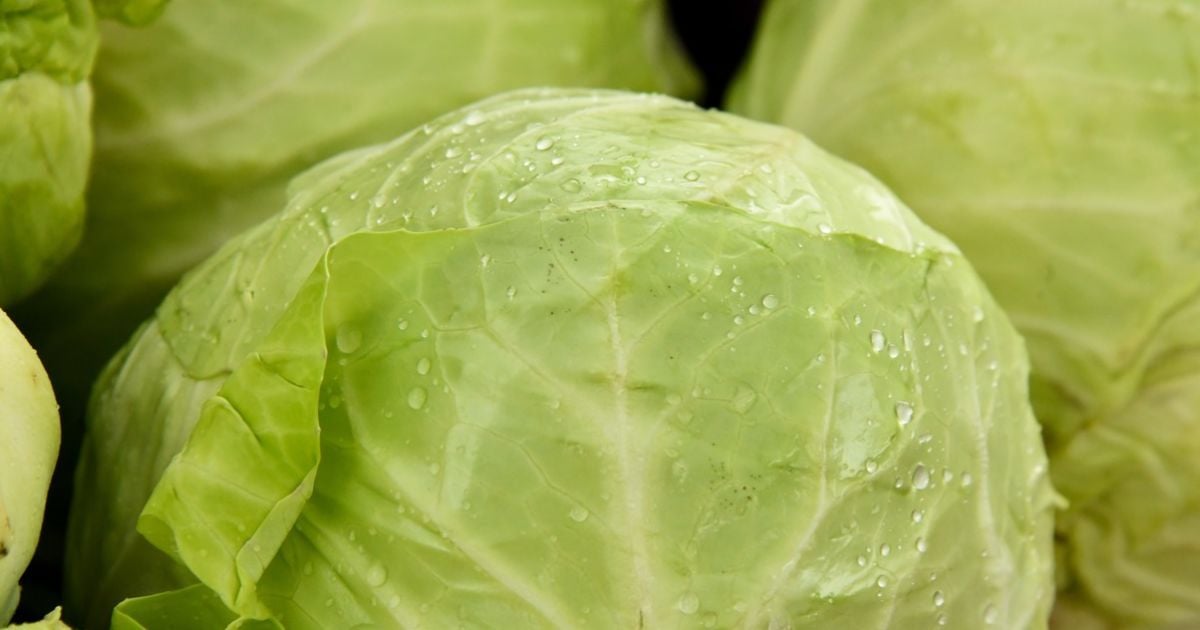 Як підготувати капусту до зберігання