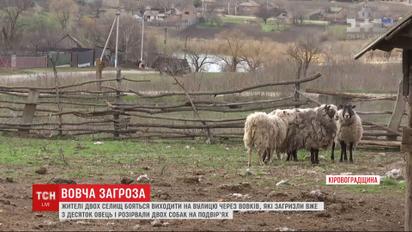 Жителів двох сіл у Кіровоградській області тероризують вовки
