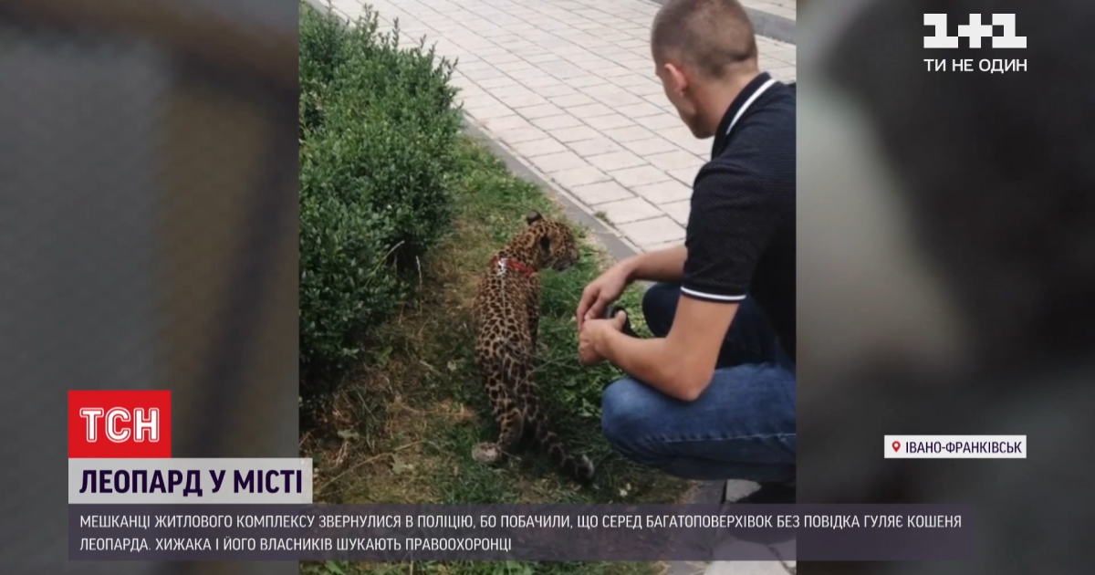 В ивано-франковске среди многоэтажек выгуливали леопарда