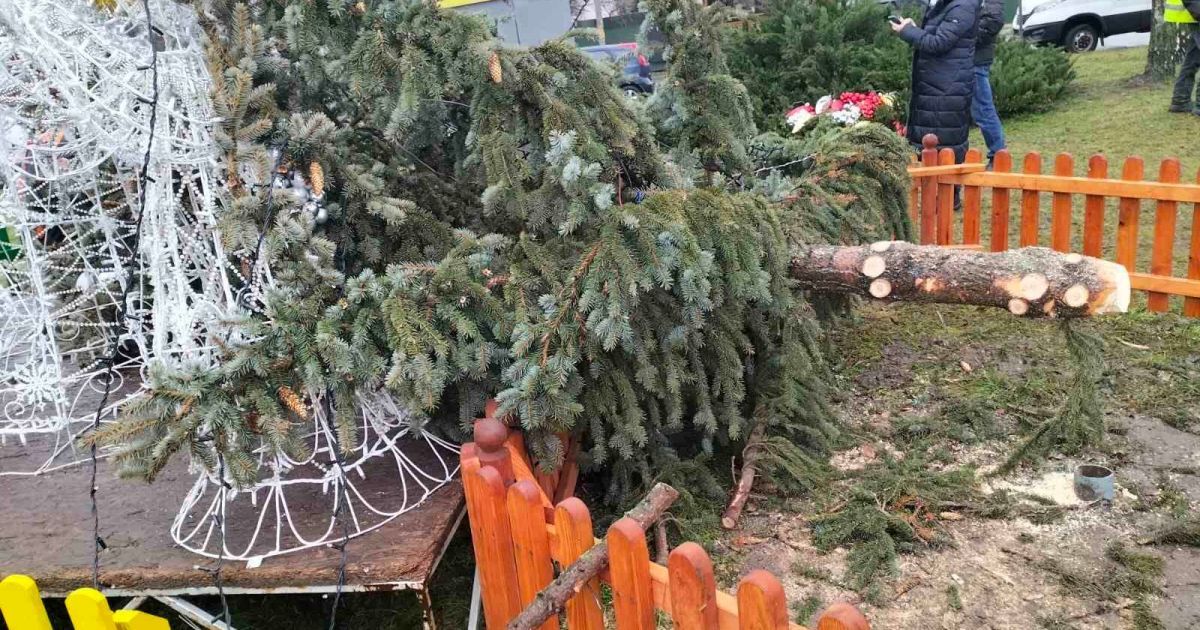 Возле Ровно ветер свалил новогоднюю елку (фото)