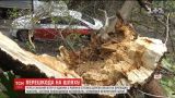 На столичной Татарке гнилое дерево упало на дорогу и повредило легковушку