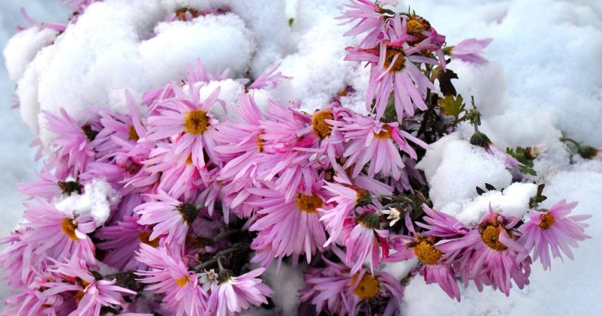Do chrysanthemums need to be dug up for the winter the answer of
