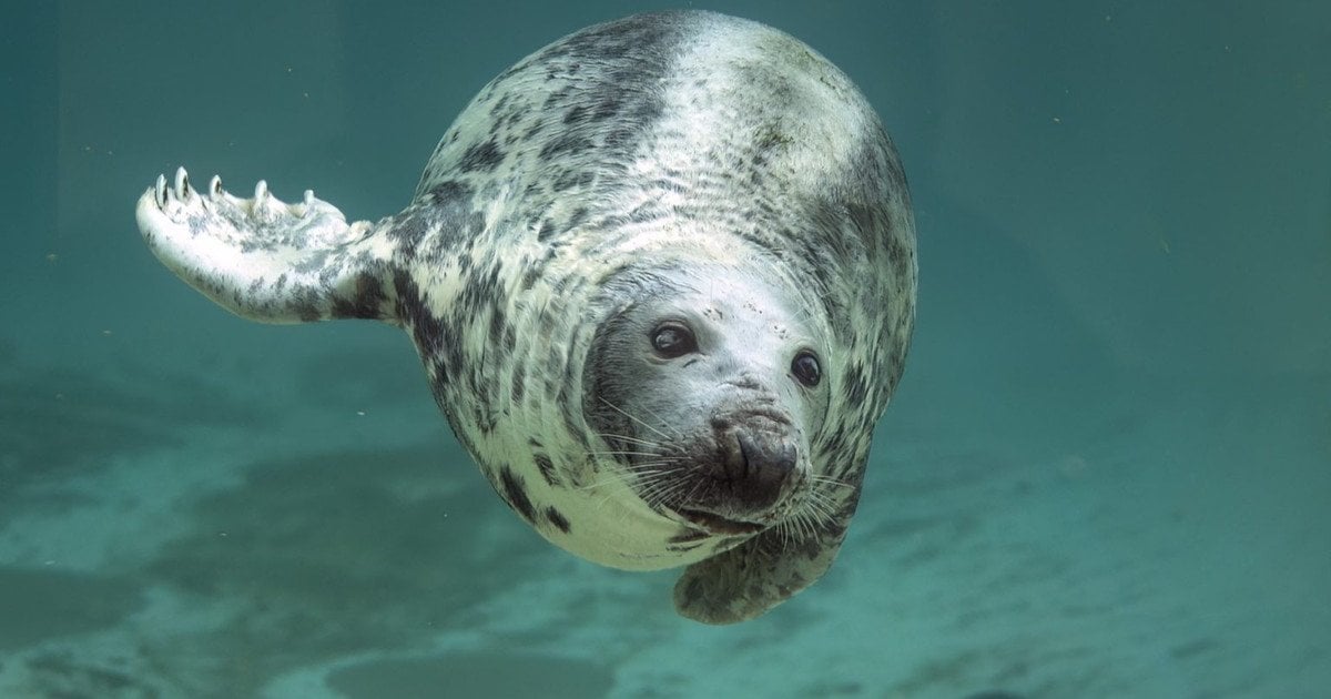 Шеба / Фото: Cornish Seal Sanctuary