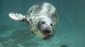 Шеба / Фото: Cornish Seal Sanctuary