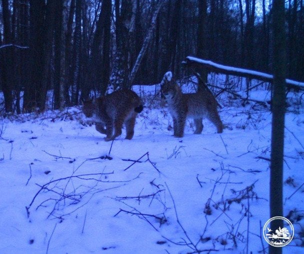 Рись євразійська у Чорнобильському заповіднику / © Чорнобильський радіаційно-екологічний біосферний заповідник