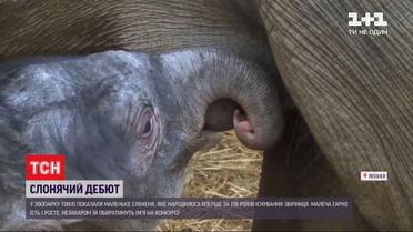 В Токийском зоопарке впервые за 138 лет появилось Слоник