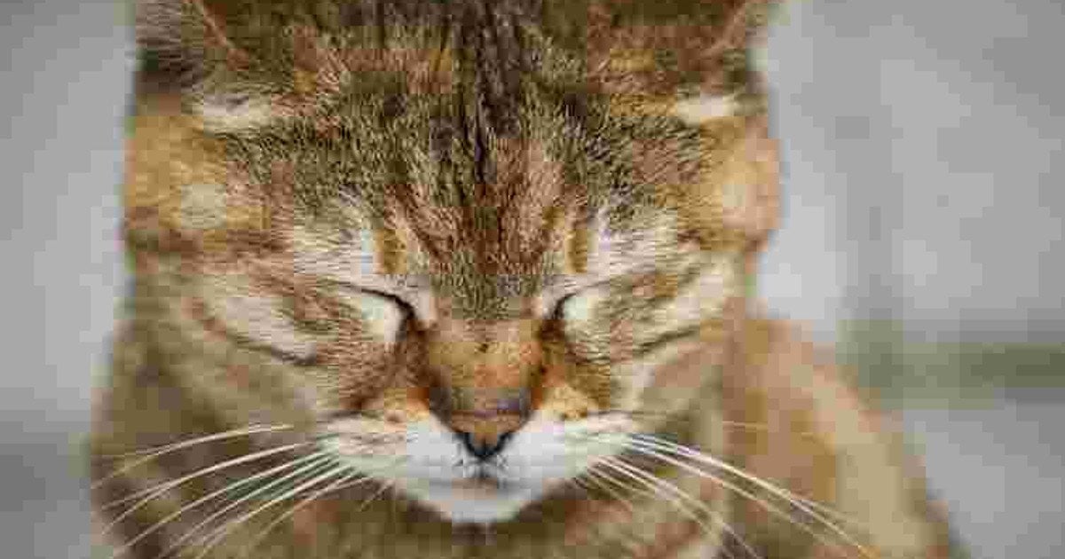 Ознаки старіння кота