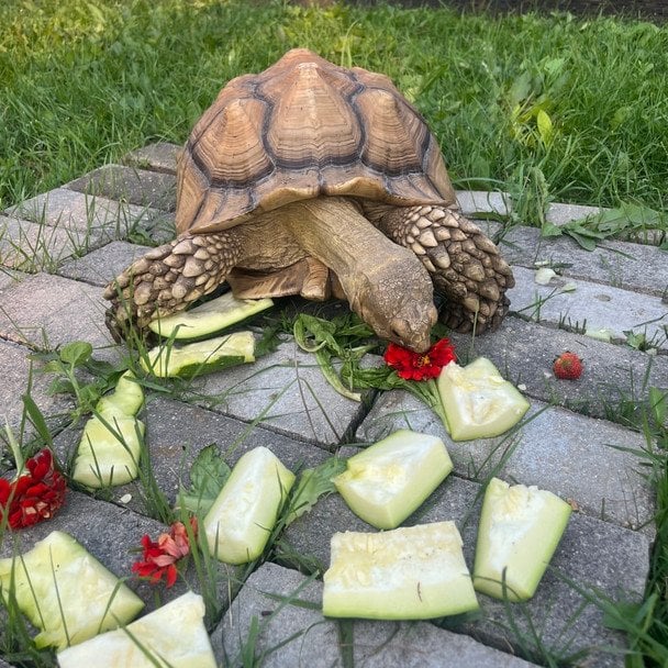 Черепаха Моллі