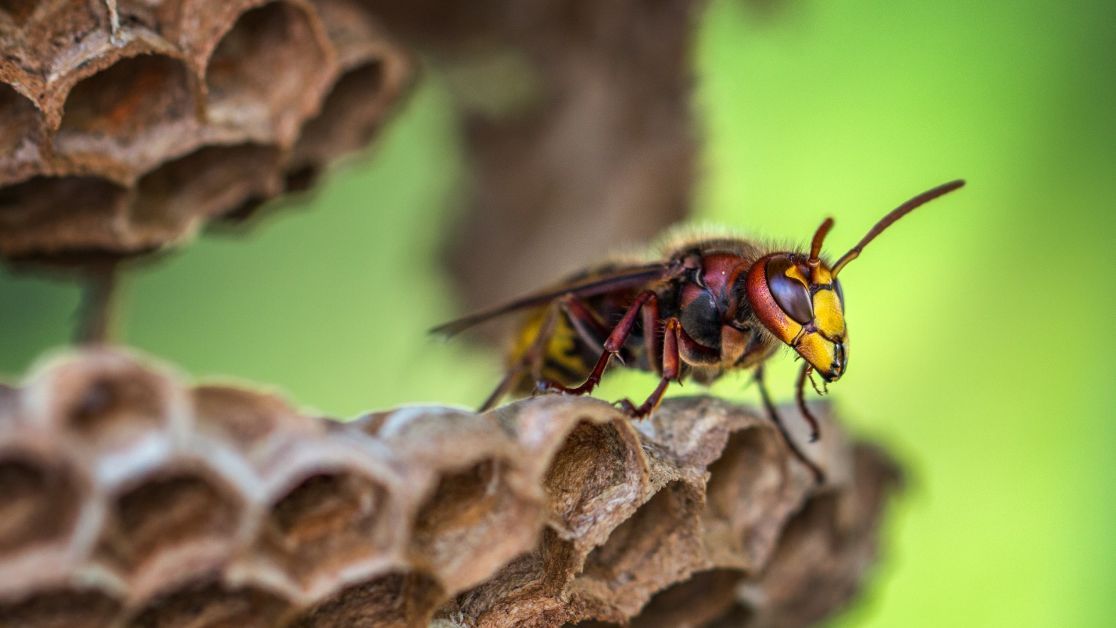 Избавиться от ос. 3 способа борьбы с насекомыми, проверенных временем