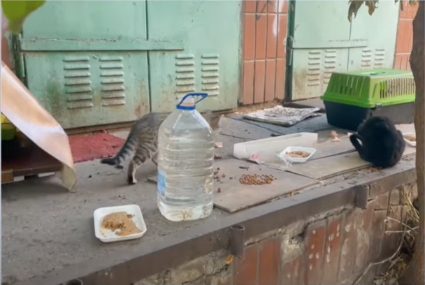 Последствия пожара в "Котохате" на столичных Теремках/Фото: скриншот