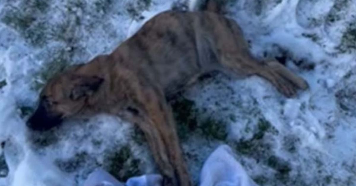 Покалічена собака