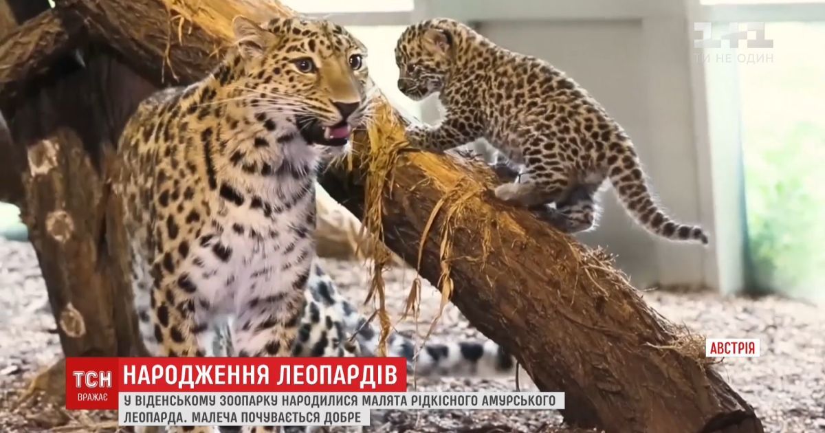 У Віденському зоопарку народилися малята рідкісного амурського леопарда
