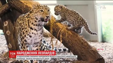 У Віденському зоопарку народилися малята рідкісного амурського леопарда