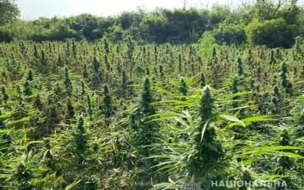 Урожай конопли на украине марихуаны семена купить