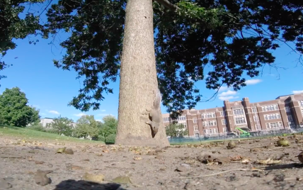 В Канаде белка украла GoPro и показала жизнь на дереве