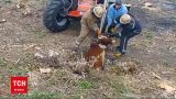 Новости Украины: в Харьковской области спасатели достали теленка из заброшенного колодца