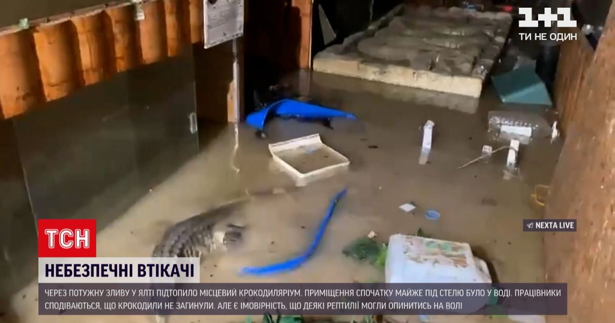 Новости Украины: в Ялте полностью затопило крокодиляриум, несколько рептилий могли убежать