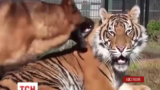 В австралийском зоопарке празднуют семь лет дружбы суматранского тигра и немецкой овчарки