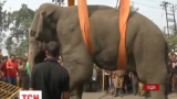 Индийским лесничим удалось поймать слона, который поднял панику накануне