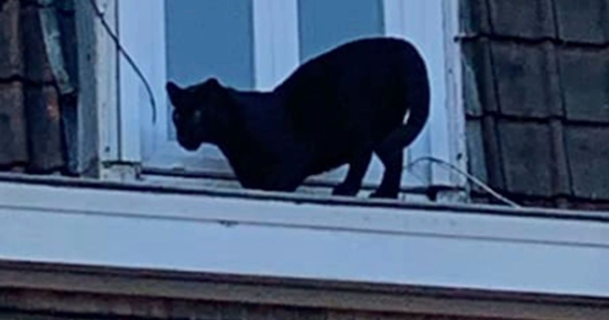 У Франції вкрали пантеру, яка нещодавно гуляла дахами міста