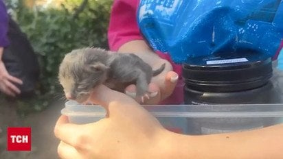 Из-под завалов в Киеве достали осиротевшего новорожденного котенка