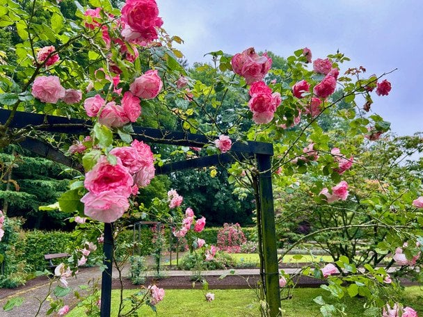 Розы / © ТСН