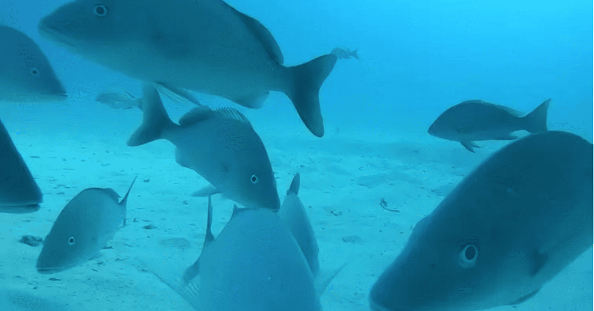 Зграя допитливих риб, яку зняла камера GoPro