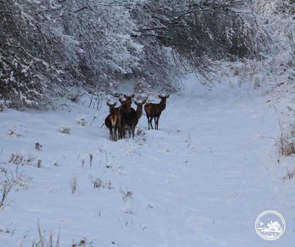 Олені у Чорнобильському заповіднику / © Чорнобильський радіаційно-екологічний біосферний заповідник