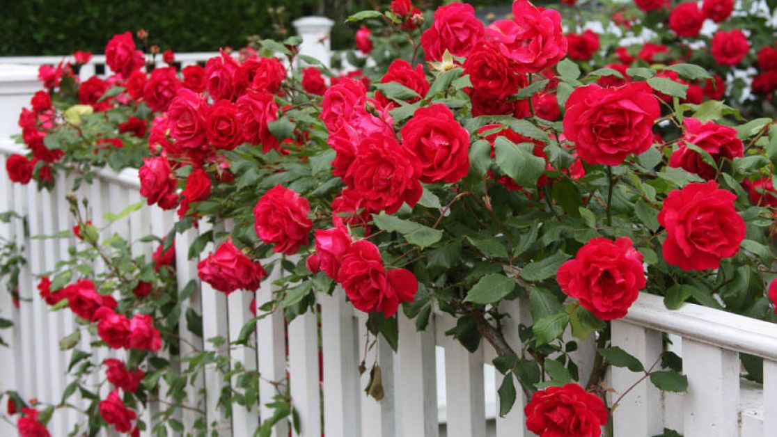 Рекомендації щодо догляду за трояндами
