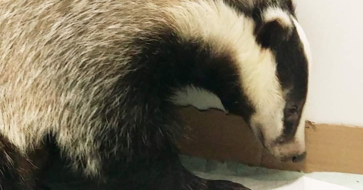 Пішла по-англійськи: борсучиха, яку врятували під Одесою, вирила підкоп і втекла від екологів