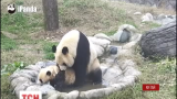 В Інтернеті поширюється відео, як панда навчає своє дитинча водним процедурам