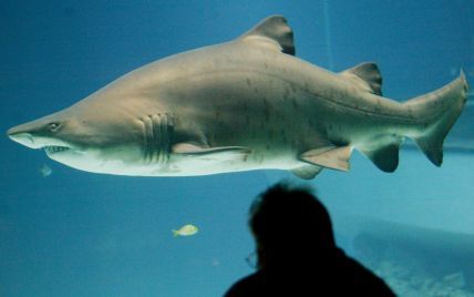 Пользователей шокировало видео жестокой атаки акулы на дайвера
