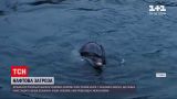 Новости мира: утечка нефти в Черном море у российского побережья угрожает здоровью дельфинов