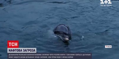 Новости мира: утечка нефти в Черном море у российского побережья угрожает здоровью дельфинов