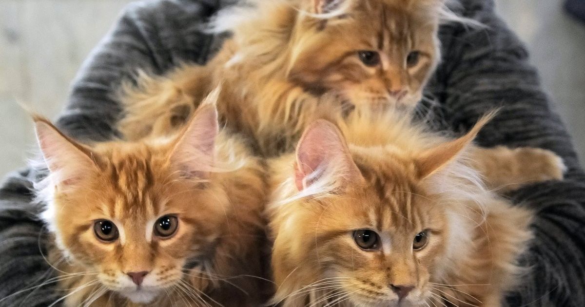 Кроткий характер и милая мордашка. В Киеве выбрали самого красивого кота Украины