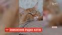 На Київщині почали зникати молоді руді мейн-куни