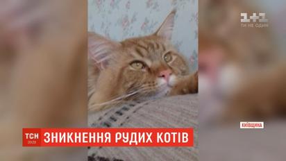 На Київщині почали зникати молоді руді мейн-куни