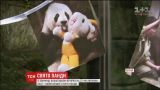 Вечеринка для панды: как старейший китайский медведь отпраздновал 37-й день рождения
