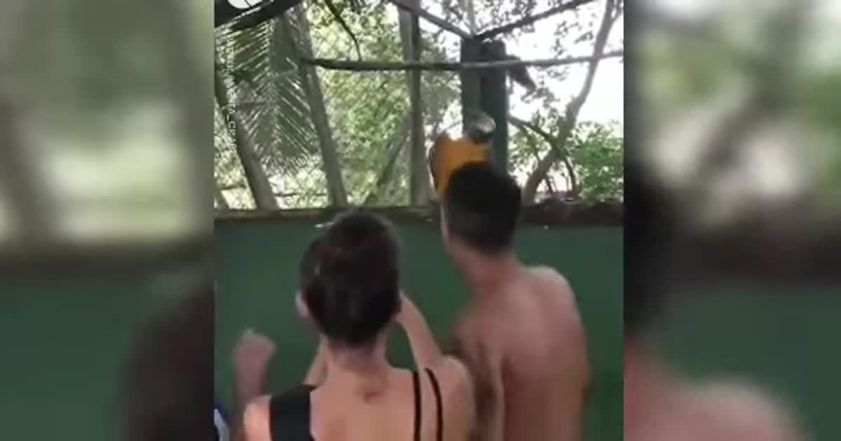 Нападение медведя на дрессировщика в РФ и танцы попугая-тусовщика. Тренды Сети