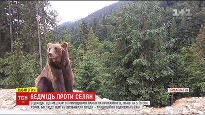 На Прикарпатье огромный бурый медведь терроризирует горцев