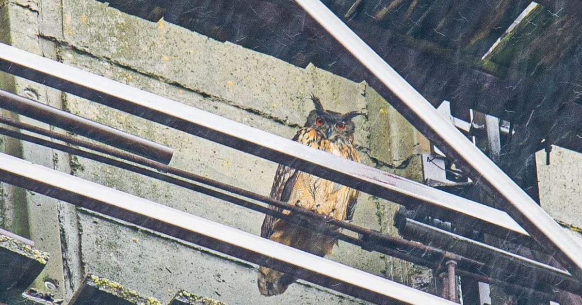 У Чорнобилі на градирні ЧАЕС оселився великий хижий птах - пугач / © Чорнобильський радіаційно-екологічний біосферний заповідник