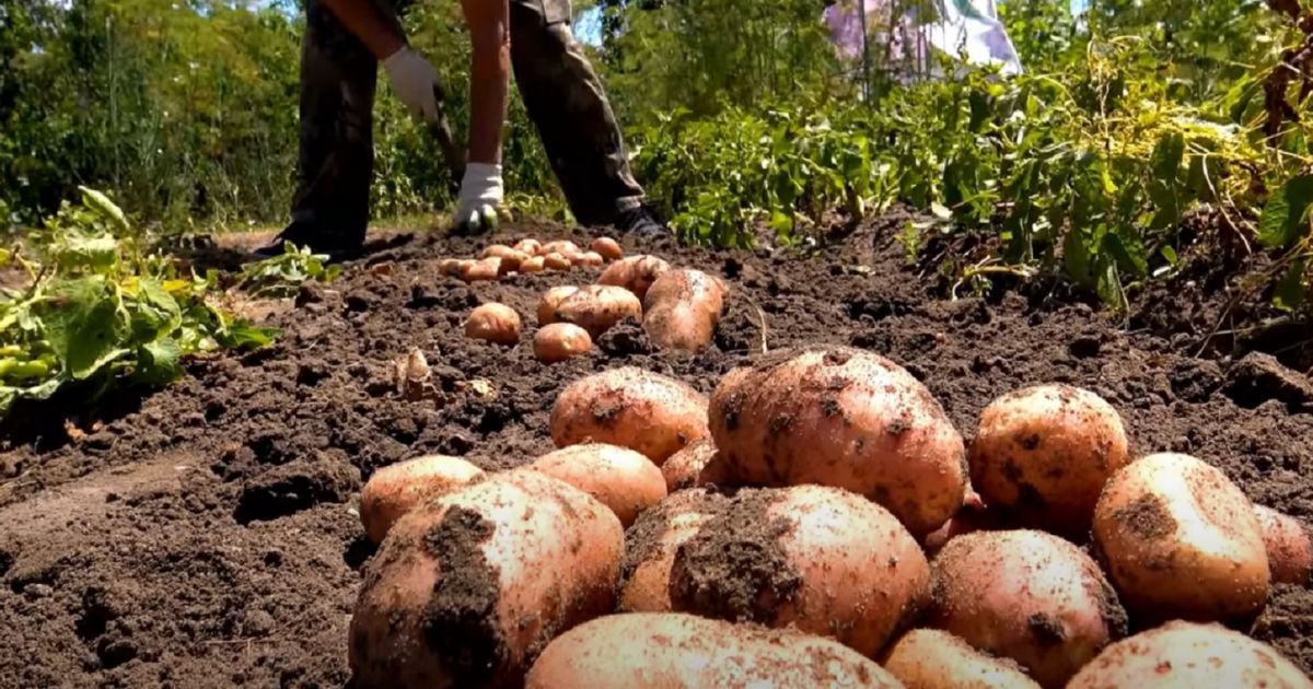 Коли копати картоплю